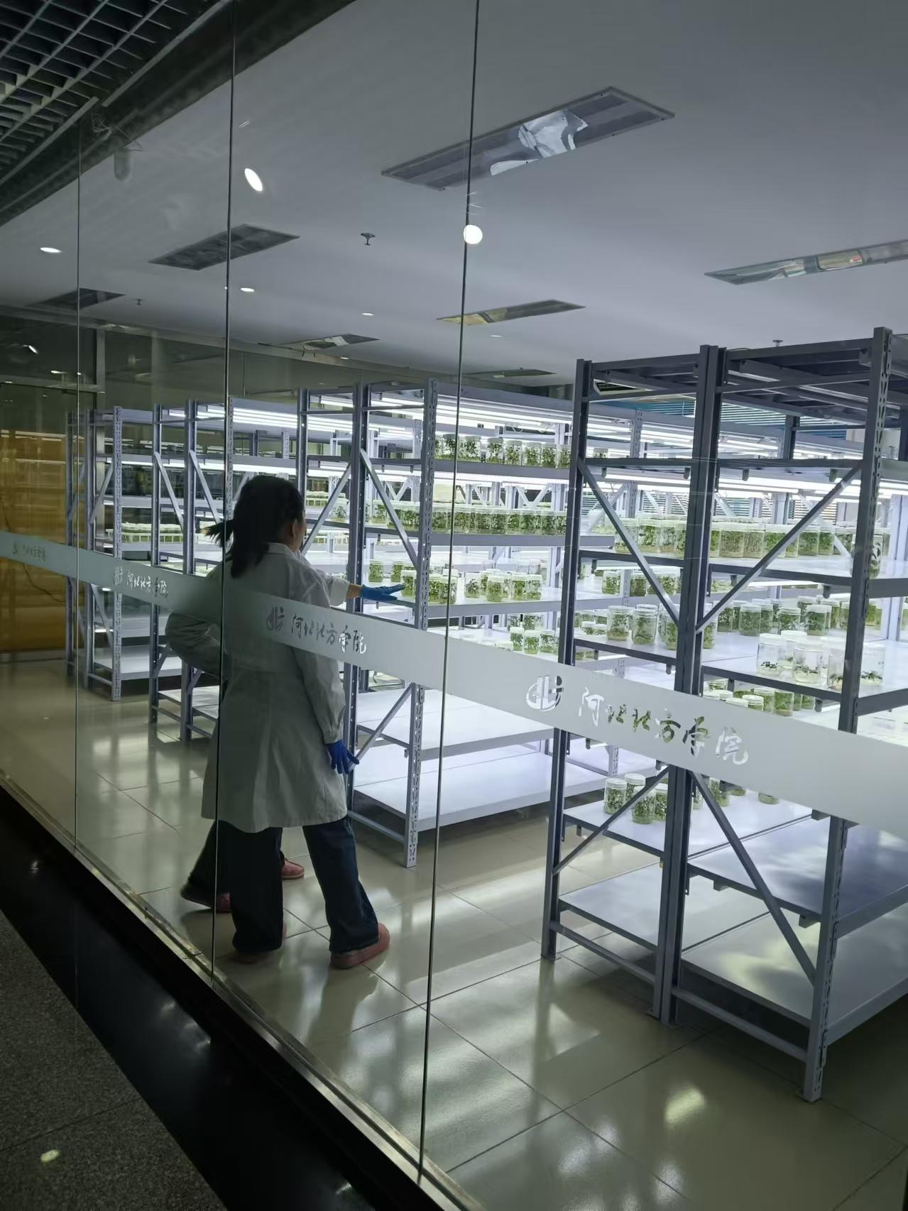 福建植物组培室设计的基本布局有哪些?